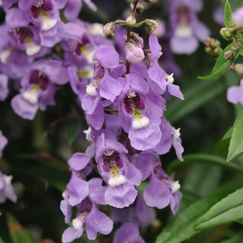 Angelonia angustifolia Serenita® 'Blue Sky'