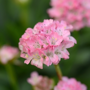 Armeria pseudarmeria 'Daydream' 