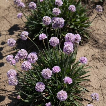 Armeria pseudarmeria Dreameria® 'Sweet Dreams'