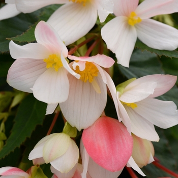 Begonia 'Marshmallow' 