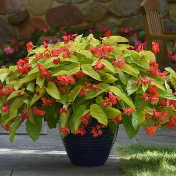 Begonia 'Canary Wings' 