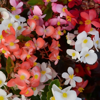 Begonia 'Mix' 