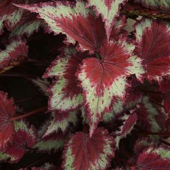 Begonia x tuberhybrida Jurassic 'Red Splash'