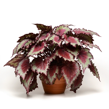 Begonia x tuberhybrida Jurassic 'Red Splash' (118664)