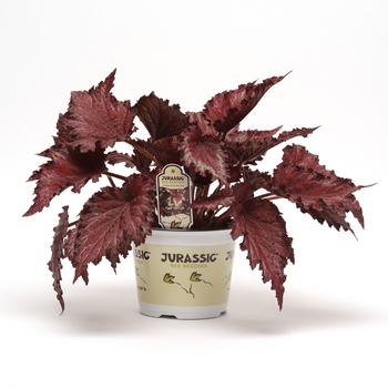 Begonia x tuberhybrida Jurassic 'Red Splash' (118665)