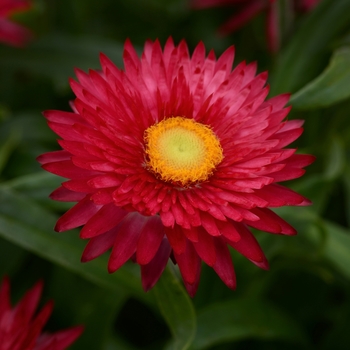 Bracteantha bracteata Mohave™ 'Purple Red'