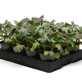 Brassica oleracea 'Kale Storm Mixture' (118670)