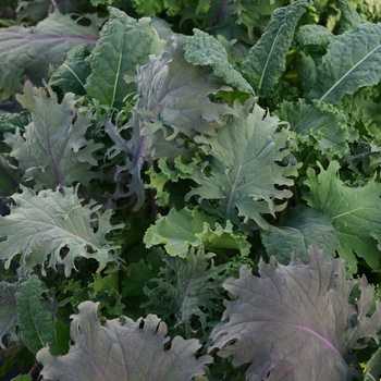 Brassica oleracea 'Kale Storm Mixture'