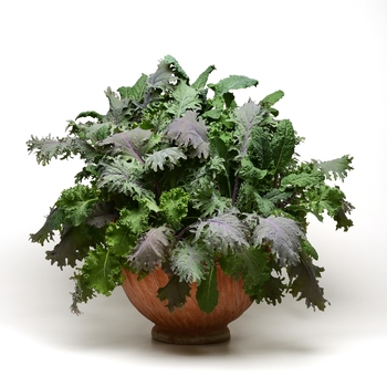 Brassica oleracea 'Kale Storm Mixture' (118672)