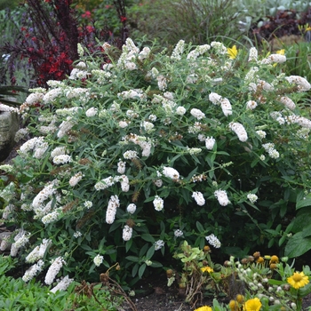 Buddleia davidii Humdinger® 'Little Angel'