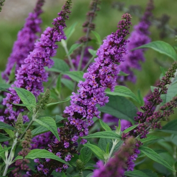 Buddleia davidii 'Orchid Annie' 