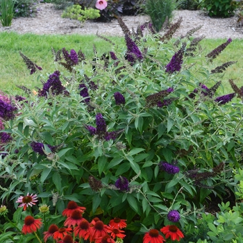 Buddleia davidii 'Dark Dynasty' 