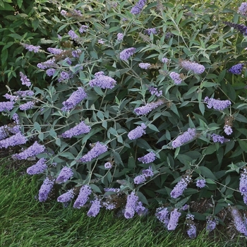 Buddleia davidii 'Glass Slippers' 