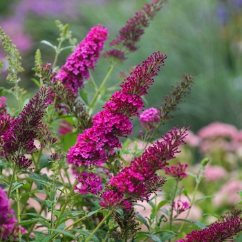 Buddleia davidii 'Queen of Hearts' 