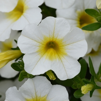 Calibrachoa 'White+Yellow Eye' 