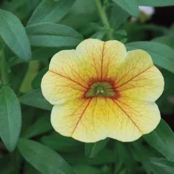 Calibrachoa 'Yellow+Red Vein' 