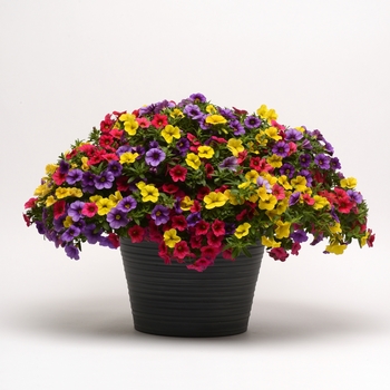 Calibrachoa 'Paradise Island' 