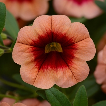 Calibrachoa 'Coral Kiss' 