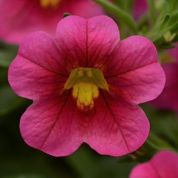 Calibrachoa 'Rose Kiss' 