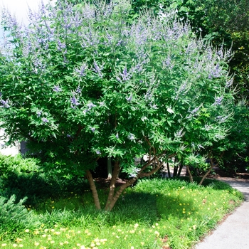 Vitex agnus-castus 'Shoal Creek' 