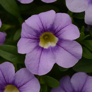 Calibrachoa Cabaret® 'Sky Blue'