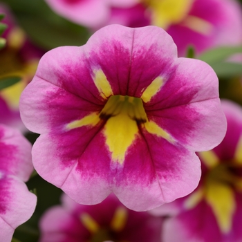 Calibrachoa Bumble Bee™ 'Pink'