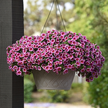 Calibrachoa Bumble Bee™ 'Pink' (118710)