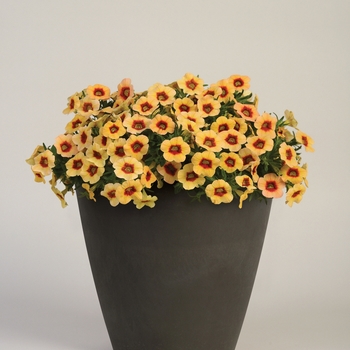 Calibrachoa Conga™ 'Sun Kiss'