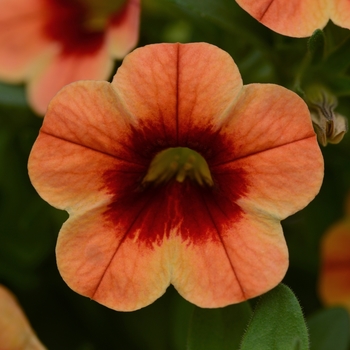 Calibrachoa 'Sunset Kiss' 