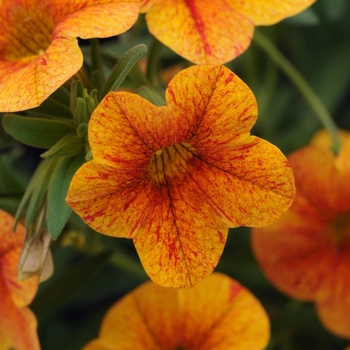 Calibrachoa 'Isabells Terracotta' 