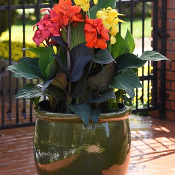 Canna x generalis Cannova® 'Bronze Orange'