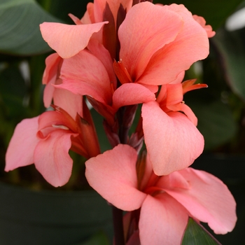 Canna x generalis 'Mango' 