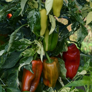 Capsicum annuum 'Candy Cane Red' 