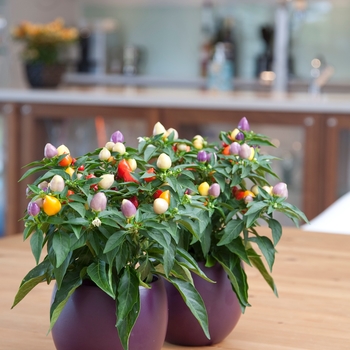 Capsicum annuum 'Harlequin'