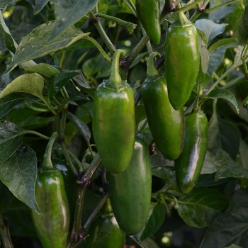 Capsicum annuum 'La Bomba II'