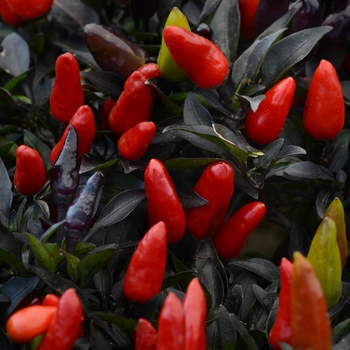 Capsicum annuum 'Midnight Fire'