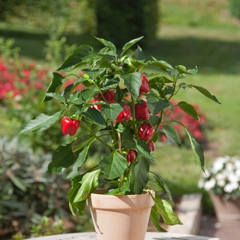 Capsicum annuum 'Red Bell'