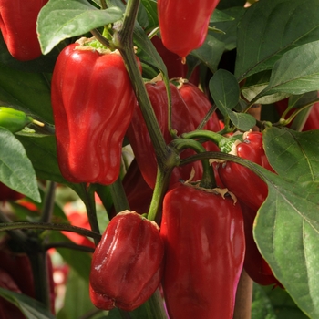 Capsicum annuum 'Sweet Heat'