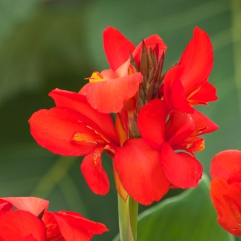 Canna x generalis Toucan® Dark Orange