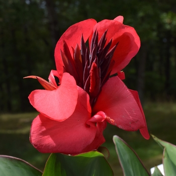 Canna x generalis Toucan® Rose