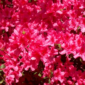 Rhododendron indica 'Pride of Mobile' 