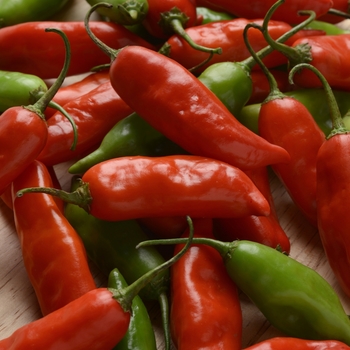 Capsicum baccatum 'Aji Rico'