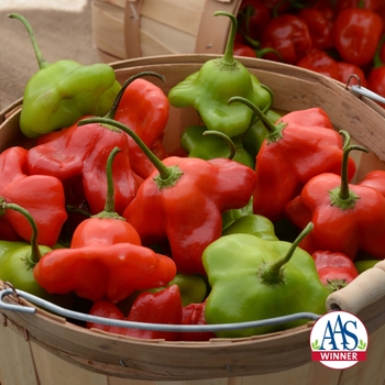 Capsicum baccatum 'Mad Hatter' 