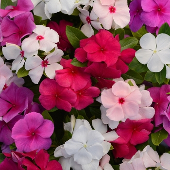 Catharanthus roseus Valiant™ Mixture