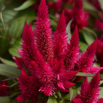 Celosia argentea 'Intenz Lipstick' 