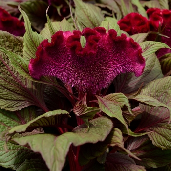 Celosia cristata 'Dracula'