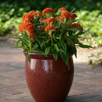 Celosia cristata 'Twisted Orange' 