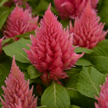 Celosia plumosa 'Ice Cream Salmon'