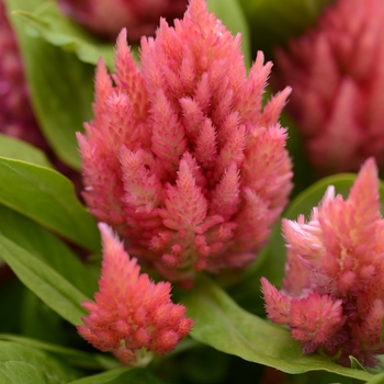 Celosia plumosa 'Ice Cream Salmon' (119040)