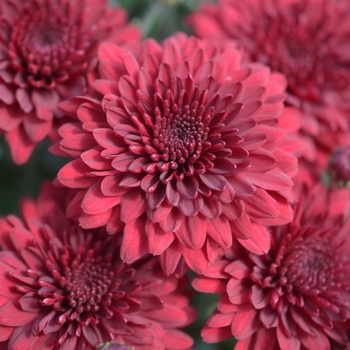 Chrysanthemum x morifolium 'Crimson Red Blush' 